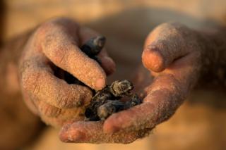 A child holds a newly-hatched baby sea turtle