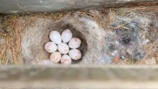 Eggs in a nest in an ashtray