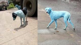 Por que estão aparecendo cachorros vira-lata azuis em Mumbai, na Índia?