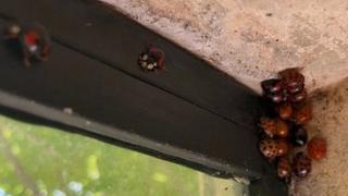ladybirds