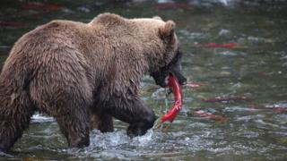 caza en alaska
