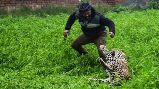 chui india