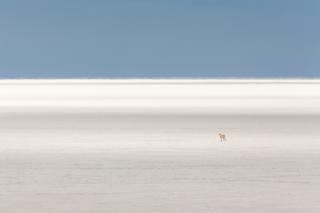 A cheetah on a wide-open plain