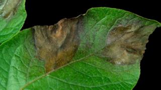 Potato blight