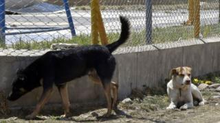 La campagne durera 3 mois avec pour cibles les animaux de compagnie (photo - archives)