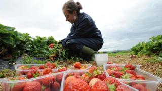 A worker picks fruit in Northumberland