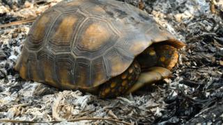 Una tortuga en medio de cenizas de incendios