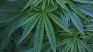 Растение марихуаны