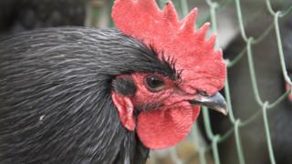 Black cockerel