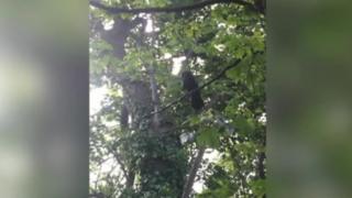 Russell the crow