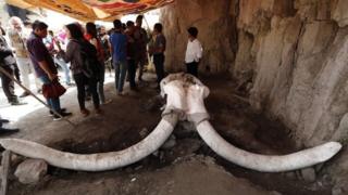 mamut