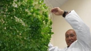 Yuichi Mori em sua plantação