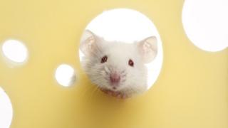 Un ratón con un queso
