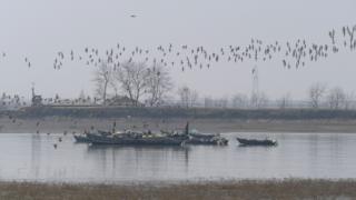 Un grupo de dos tipos de especies de Zarapito en Corea del Norte