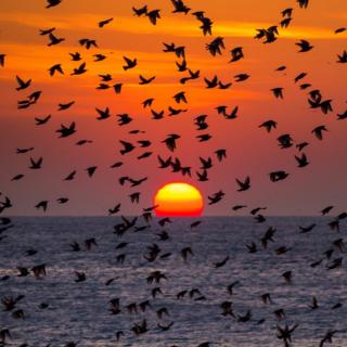 Starling murmuration at sunset
