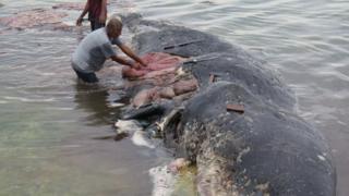 Ballena varada en Indonesia