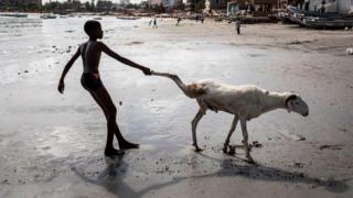 in_pictures A young sheep farmer drags one of his sheep toward the sea in order to clean it in Dakar on July 28, 2020, ahead of the Muslim Eid al-Adha (Festival of Sacrifice), known as Tabaski in Western Africa. - Sheep farmers are starting to fill the streets of the Senegalese capital with their sheep ahead of the festival, when prices of their anmials can range from one hundred thousand West African Francs(CFA) to four million CFA (7000 US dollars).