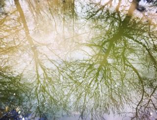 Reflections of trees in a puddle