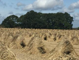 Crops in a field before harvest