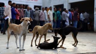 Stray dogs are seen inside a polling station in Agra Uttar Pradesh
