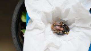 Generic image of chick