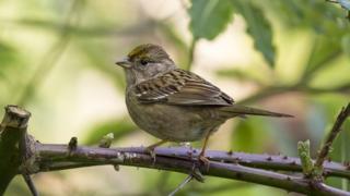 Tico-tico de coroa branca (Zonotrichia leucophrys)