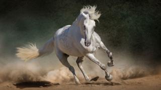 Caballo
