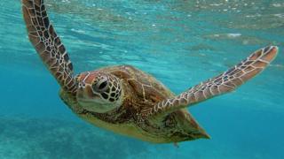 sea-turtle.