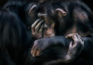 Foto de un chimpancé consolando a otro