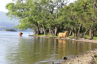 cows