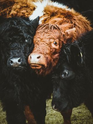 Cows standing together