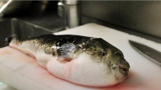 Puffer fish