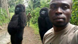 Gorillas posing for selfie in Virunga National Park, DR Congo