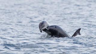 Дельфин атакует морскую свинку