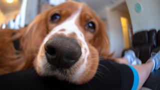 Köpek