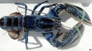 Blue lobster