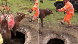 Kent-Fire-brigade-rescue-cows-from-a-drainage-hole