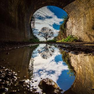 A tree reflected in tunnel water