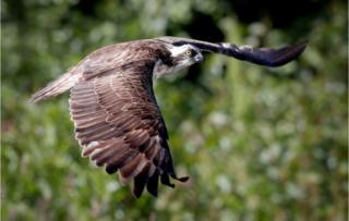 An osprey flies above a loch near Aviemore in the Cairngorms