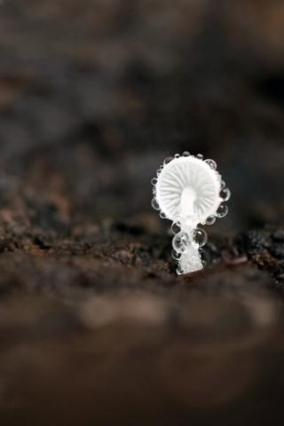 A mushroom covered in dew