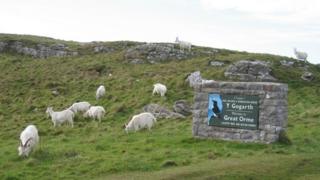 Kashmiri goats on the Great Orme