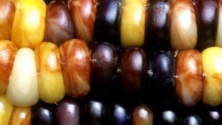 variación de color en el Maíz Indio debido a la presencia de elementos genéticos identificados por Barbara McClintock.