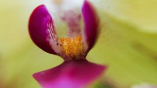 Orquídea