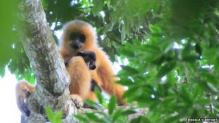 Hainan gibbon