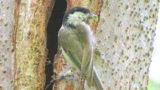 Marsh tit with food entering tree cavity