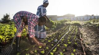 Dve žene koje gaje hranu u Africi