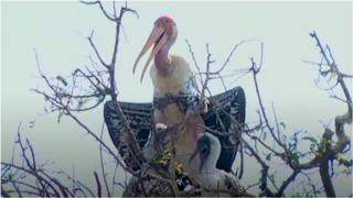 కొంగలు