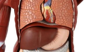 Dem don ban commercial trading of organs for some kontris