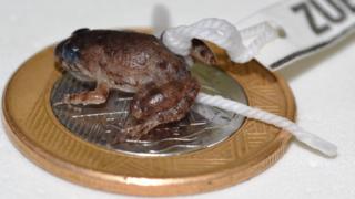 Pseudopaludicola florencei