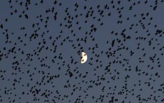 Starlings
